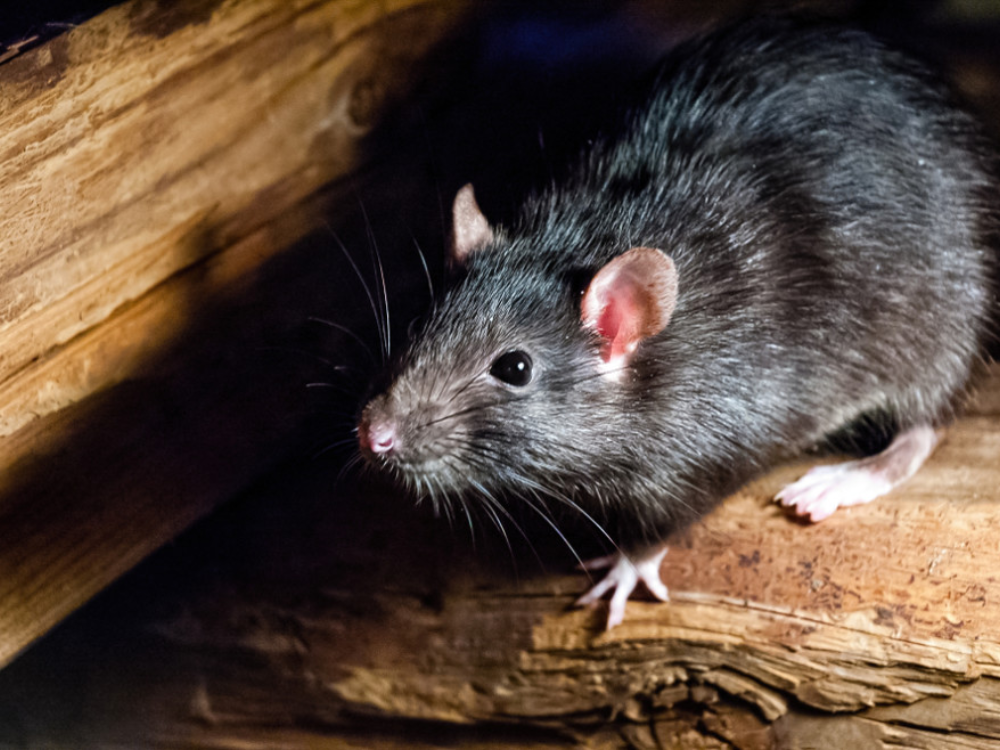 Đuổi chuột bằng hạt tiêu